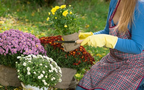 A person wearing a blue long-sleeved top, a checked gardening apron, and yellow gardening gloves is pruning or tending to a small potted yellow-flowered plant in a garden. The garden features a variety of colorful flowering plants, including large purple and white chrysanthemums arranged in the foreground, and a lush green lawn in the background. The scene is outdoors, with natural daylight illuminating the vibrant flowers and green foliage. The environment appears orderly and well-maintained, highlighting elements typical of a residential garden in Kenton, with a focus on gardening and outdoor maintenance activities as part of professional lawn and garden care services.