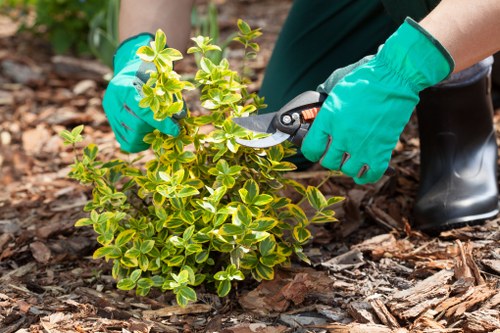 Expert assessing lawn health for mowing service in Kenton