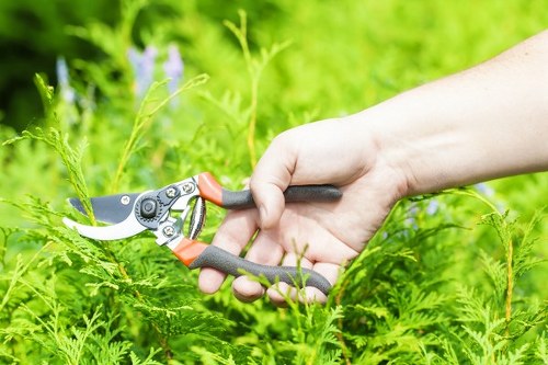 Seasonal lawn care techniques being applied by professionals